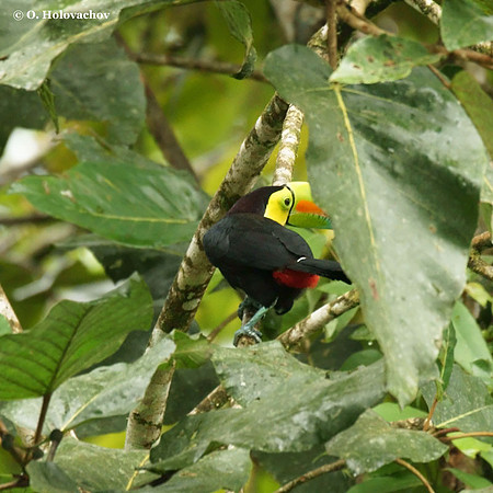 Keel-billed Toucan (Ramphastos sulphuratus) in La Selva Reserve