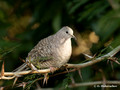 Inca Dove (Columbina inca) in Palo Verde National Park