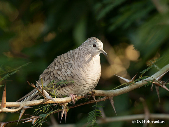 Inca Dove (Columbina inca) in Palo Verde National Park