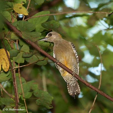 Hoffmann's Woodpecker (Melanerpes hoffmannii) in Palo Verde National Park