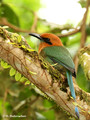 Broad-billed Motmot (Electron platyrhynchum) in La Selva Reserve
