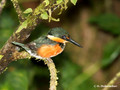 American Pigmy Kingfisher (Chloroceryle aenea) in La Selva Reserve