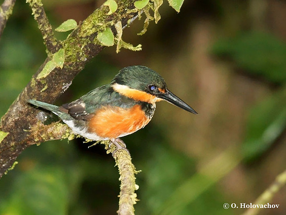 American Pigmy Kingfisher (Chloroceryle aenea) in La Selva Reserve
