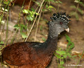 Grested Curassow (Crax rubra) female in Palo Verde National Park