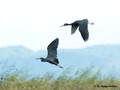 Little Blue Heron (Egretta caerulea) in Palo Verde National Park