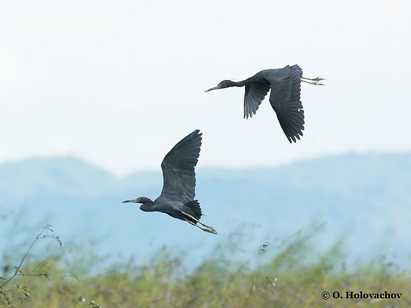 Little Blue Heron (Egretta caerulea) in Palo Verde National Park