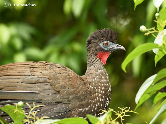 Crested Guan (Penelope purpurescens) in La Selva Reserve