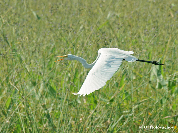 Great Egret (Egretta alba) in Palo Verde National Park