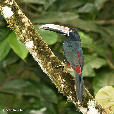 Collared Aracari (Pteroglossus torquatus) in La Selva Reserve