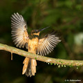 Rufous-tailed Jacamar (Galbula ruficauda) in Carara National Park