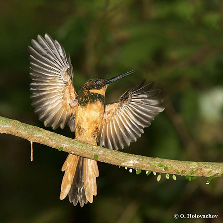 Rufous-tailed Jacamar (Galbula ruficauda) in Carara National Park