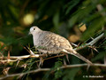 Inca Dove (Columbina inca) in Palo Verde National Park