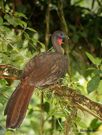 Crested Guan (Penelope purpurescens) in La Selva Reserve