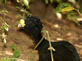 Grested Curassow (Crax rubra) male in Palo Verde National Park