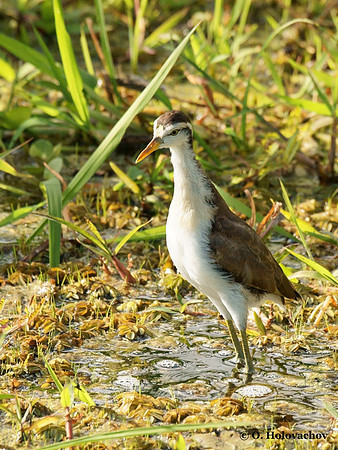 Northern Jacana (Jacana spinosa) juvenile in Palo Verde National Park