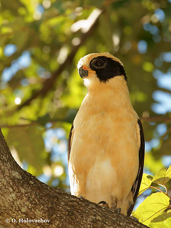 Laughing Falcon (Herpetotheres cachinnans) in Palo Verde National Park