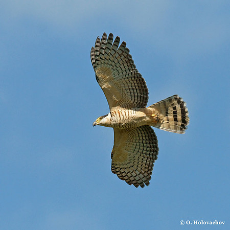 Double-toothed Kite (Harpagus bidentatus) in Palo Verde National Park