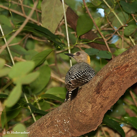 Hoffmann's Woodpecker (Melanerpes hoffmannii) in Palo Verde National Park