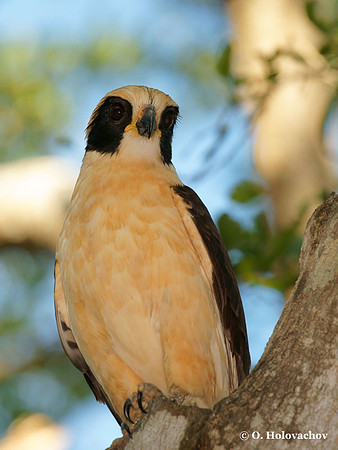 Laughing Falcon (Herpetotheres cachinnans) in Palo Verde National Park