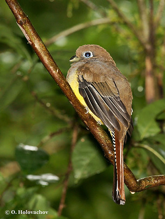 Black-throated Trogon (Trogon rufus) female in La Selva Reserve