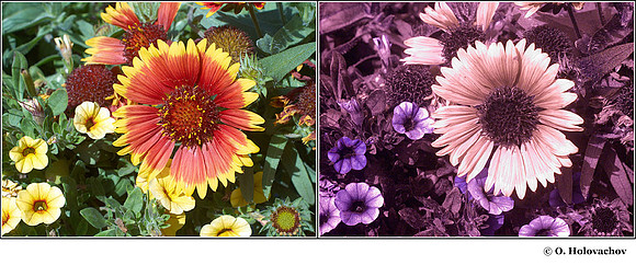 Gaillardia aristata in visible (left) and reflected UV (right)