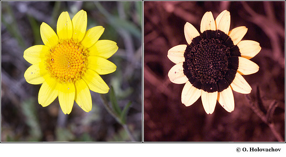 Lasthenia sp. in visible (left) and reflected UV (right)