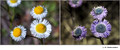 Erigeron sp. in visible (left) and reflected UV (right)