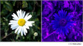 Chrysanthemum sp. in visible (left) and reflected UV (right)
