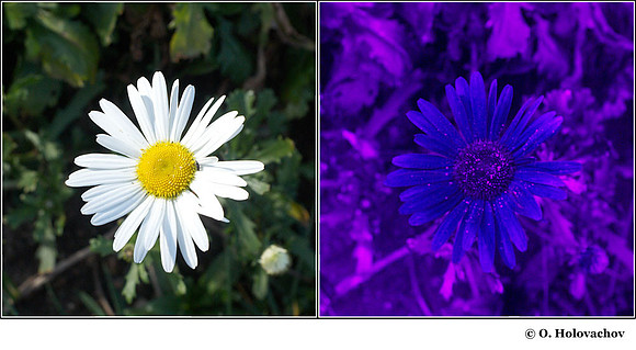 Chrysanthemum sp. in visible (left) and reflected UV (right)