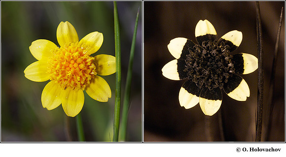 Lasthenia sp. in visible (left) and reflected UV (right)