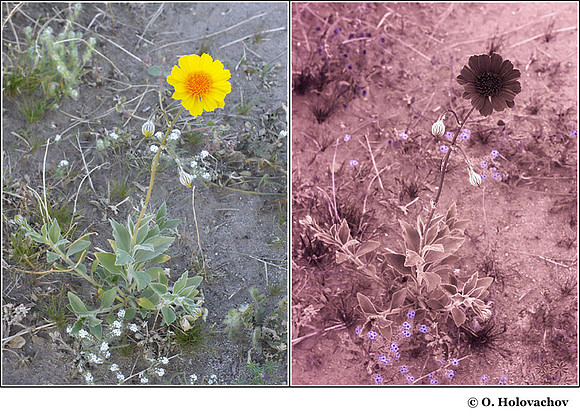 Gerea canescens in visible (left) and reflected UV (right)