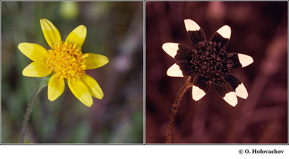 Lasthenis sp. in visible (left) and reflected UV (right)