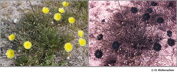 Malacothrix glabrata in visible (left) and reflected UV (right)e
