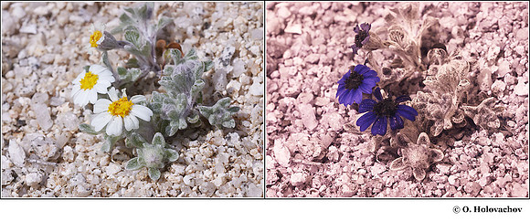 Eriophyllum lanosum in visible (left) and reflected UV (right)
