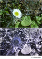 Erigeron uniflorus in visible (top) and reflected UV (bottom)