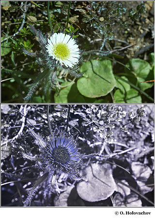 Erigeron uniflorus in visible (top) and reflected UV (bottom)