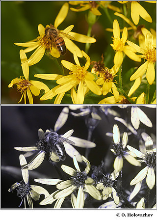 Senecio pseudoarnica (Asteraceae) in visible (top) and reflected UV (bottom)