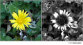Arctotheca calendula (Asteracea) in visible (left) and reflected UV (right)