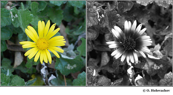 Arctotheca calendula (Asteracea) in visible (left) and reflected UV (right)