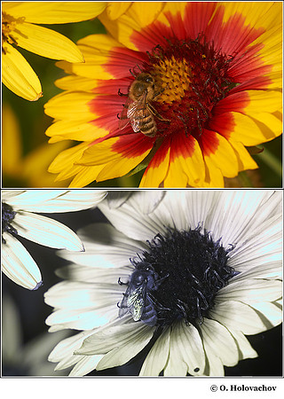 Galliardia aristata in visible (top) and reflected UV (bottom)