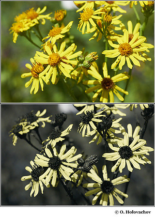Senecio jacobaea (Asteraceae) in visible (top) and reflected UV (bottom)
