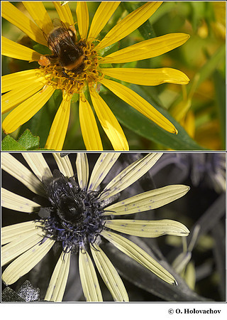 Silphium integrifolium (Asteraceae) in visible (top) and reflected UV (bottom)