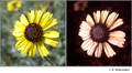 Encelia farinosa in visible (left) and reflected UV (right)
