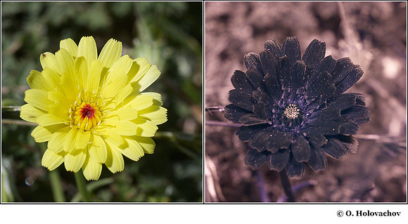 Malacothrix glabrata in visible (left) and reflected UV (right)e