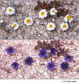 Eriophyllum lanosum in visible (top) and reflected UV (bottom)