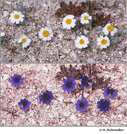 Eriophyllum lanosum in visible (top) and reflected UV (bottom)