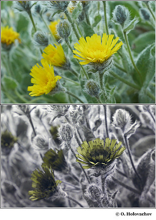 Hieracium villosum in visible (top) and reflected UV (bottom)