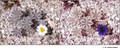 Eriophyllum lanosum in visible (left) and reflected UV (right)