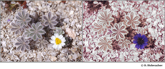 Eriophyllum lanosum in visible (left) and reflected UV (right)