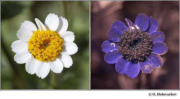 Perityle emoryi in visible (left) and reflected UV (right)